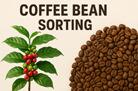 Coffee Bean Sorting: Ensuring Quality From Farm to Cup